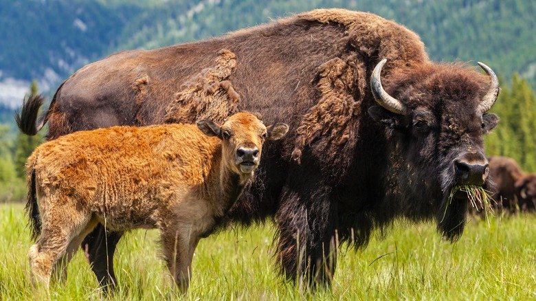 The Evolutionary History Of The American Bison