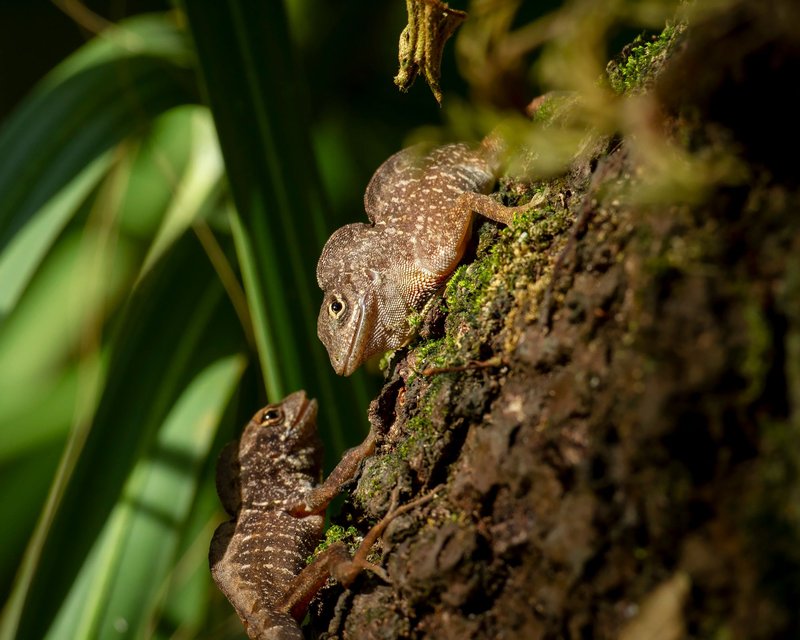 The Evolutionary History Of The Anole Lizard