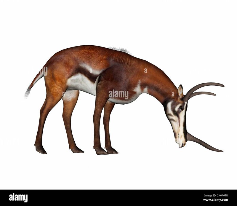 The Evolutionary History Of The Antelope