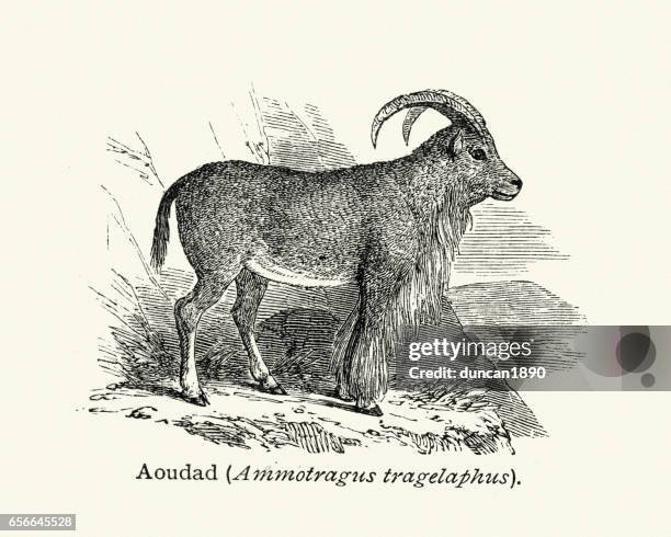 The Evolutionary History Of The Argali
