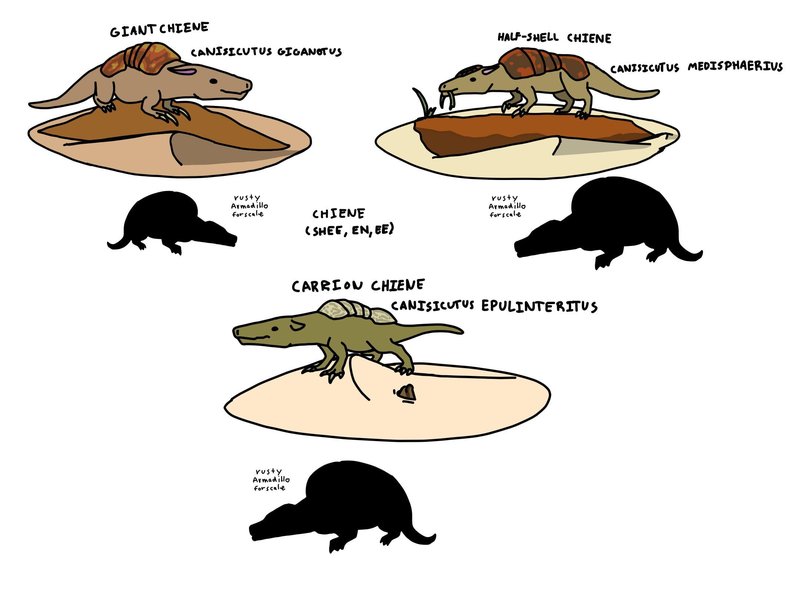 The Evolutionary History Of The Armadillo