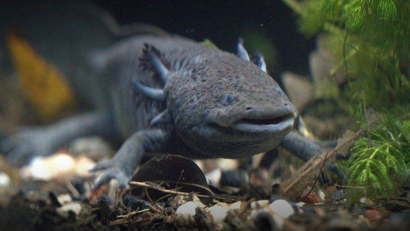 The Evolutionary History Of The Axolotl