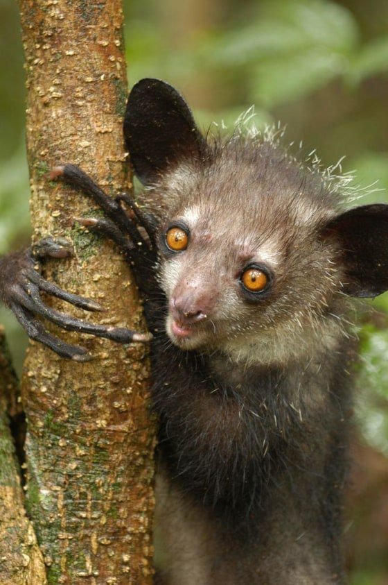 The Evolutionary History Of The Aye-Aye