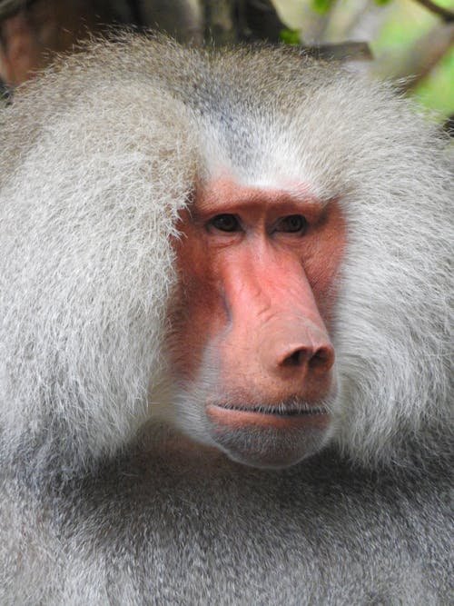 The Evolutionary History Of The Baboon