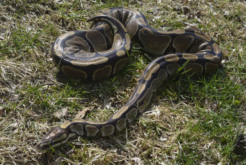 The Evolutionary History Of The Ball Python