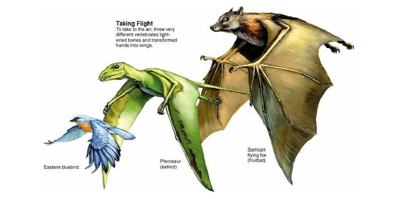 The Evolutionary History Of The Bat