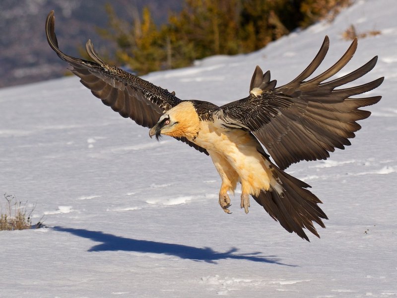 The Evolutionary History Of The Bearded Vulture