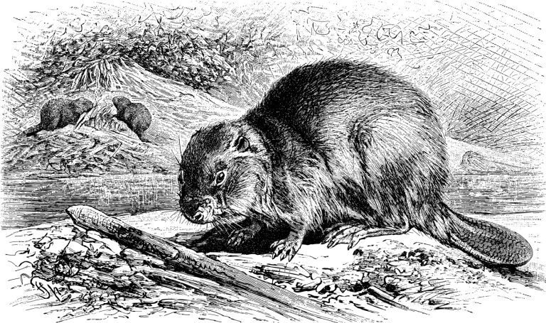 The Evolutionary History Of The Beaver