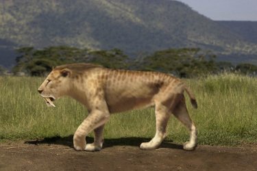 The Evolutionary History Of The Bengal Tiger