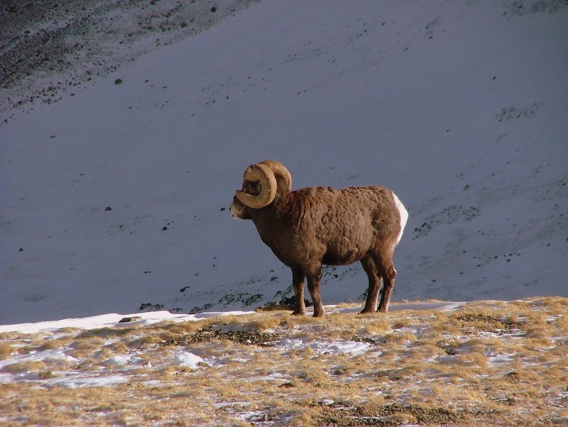 The Evolutionary History Of The Bighorn Sheep