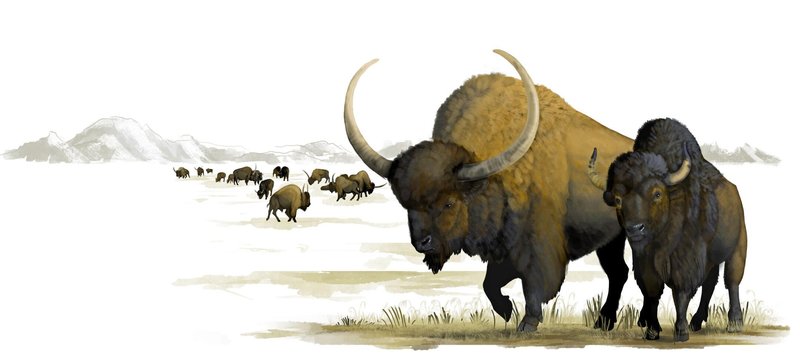 The Evolutionary History Of The Bison