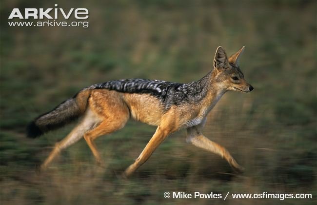The Evolutionary History Of The Black-Backed Jackal