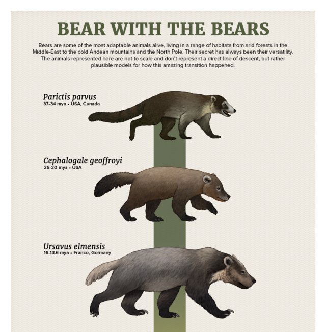 The Evolutionary History Of The Black Bear