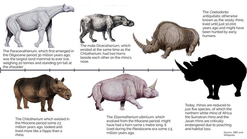 The Evolutionary History Of The Black Rhinoceros