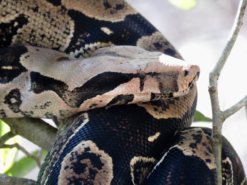 The Evolutionary History Of The Boa Constrictor