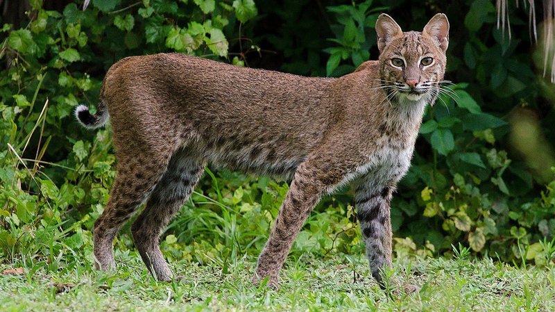 The Evolutionary History Of The Bobcat