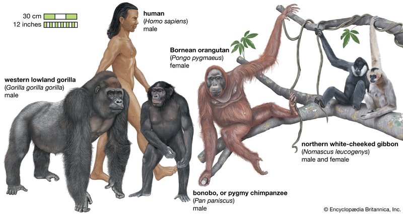 The Evolutionary History Of The Bonobo