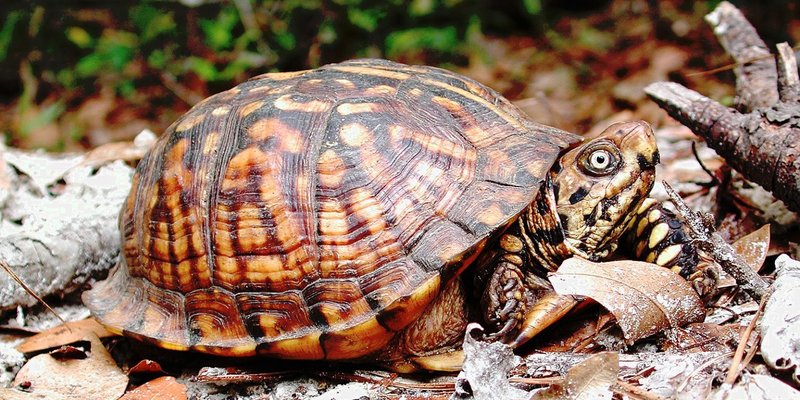 The Evolutionary History Of The Box Turtle
