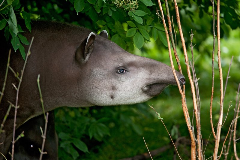The Evolutionary History Of The Brazilian Tapir