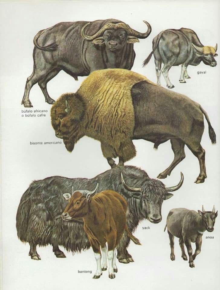 The Evolutionary History Of The Buffalo