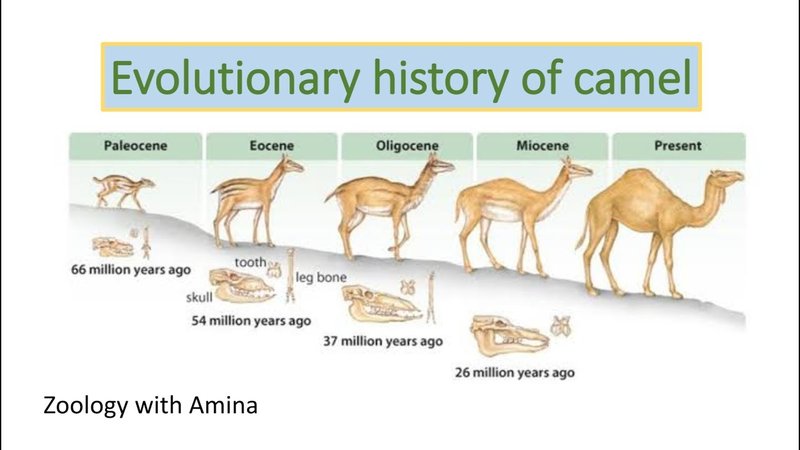 The Evolutionary History Of The Camel