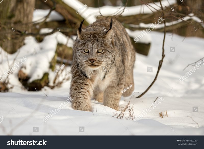 The Evolutionary History Of The Canada Lynx