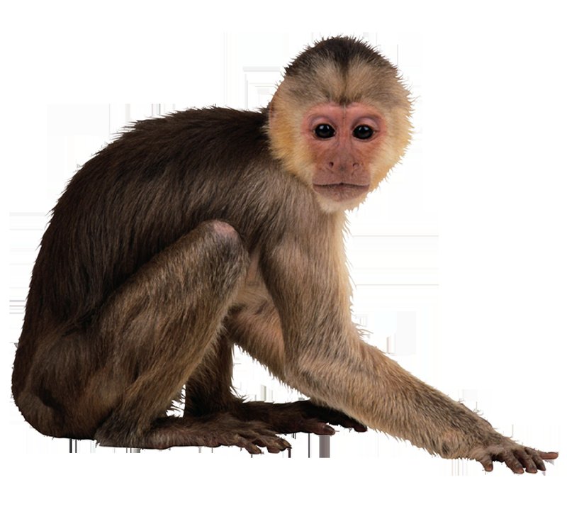 The Evolutionary History Of The Capuchin Monkey