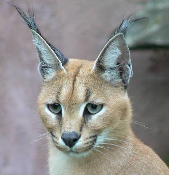 The Evolutionary History Of The Caracal
