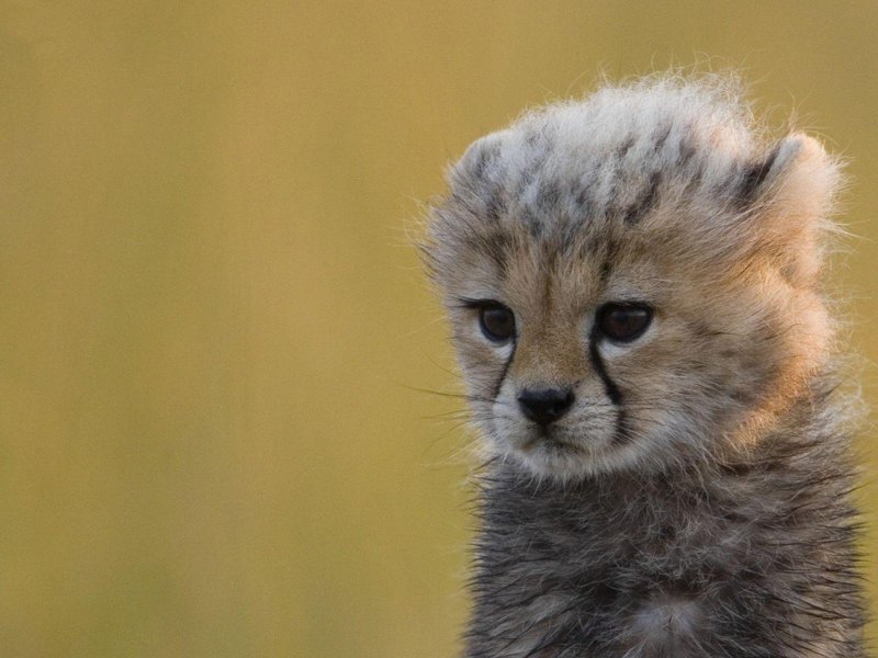 The Evolutionary History Of The Cheetah