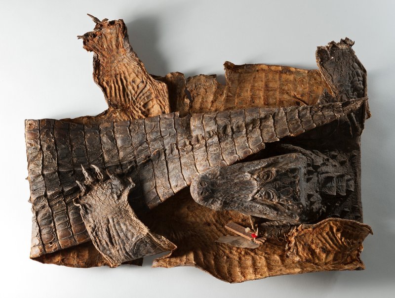 The Evolutionary History Of The Chinese Alligator