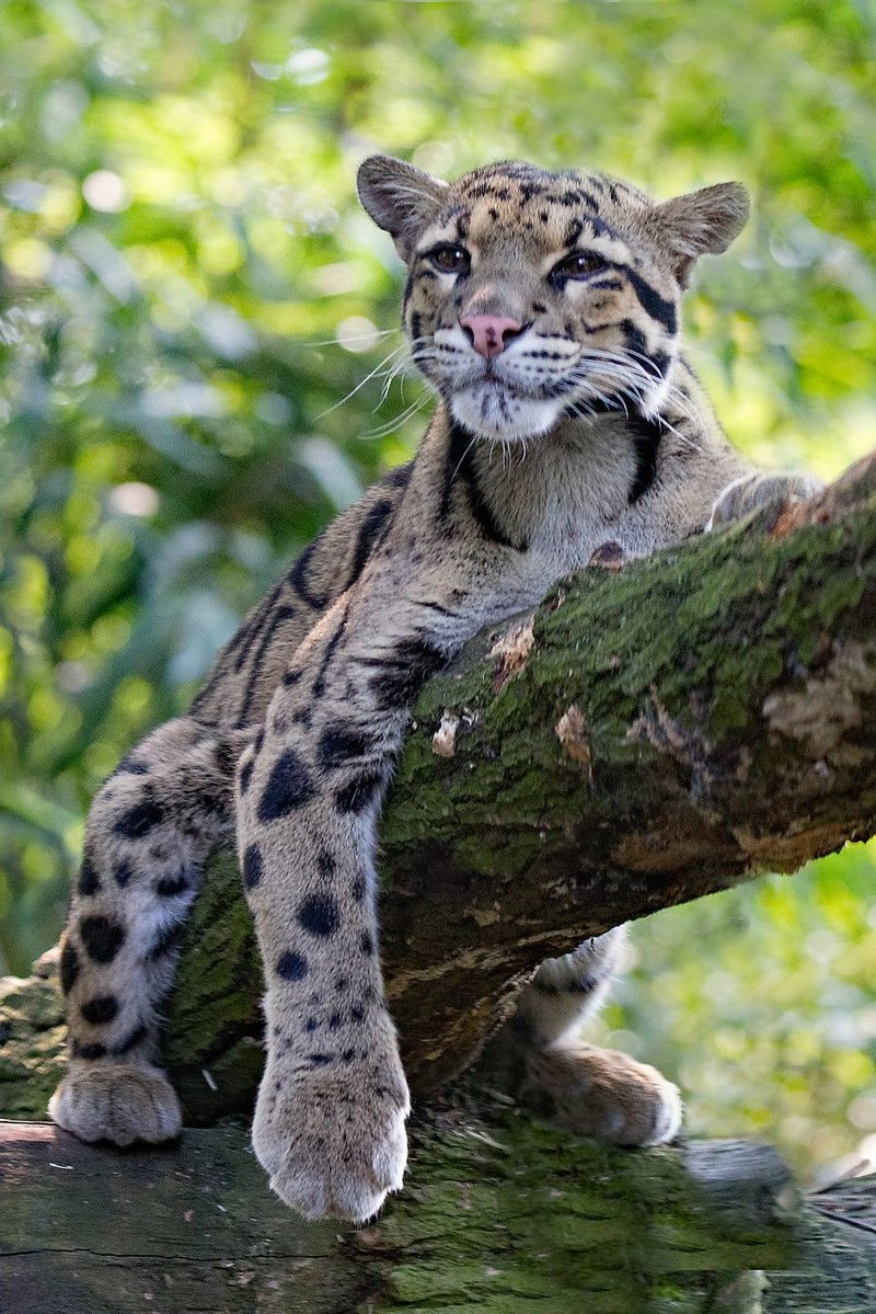 The Evolutionary History Of The Clouded Leopard