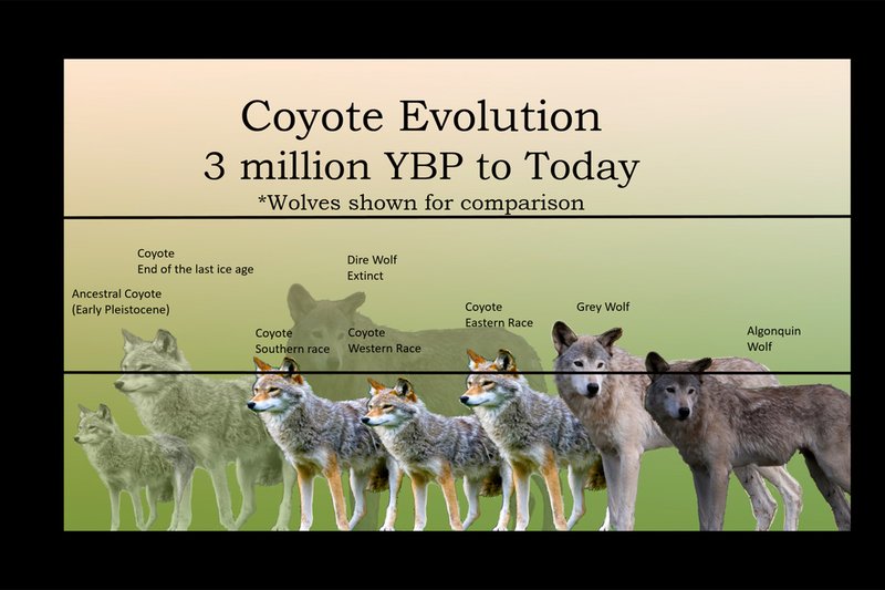 The Evolutionary History Of The Coyote
