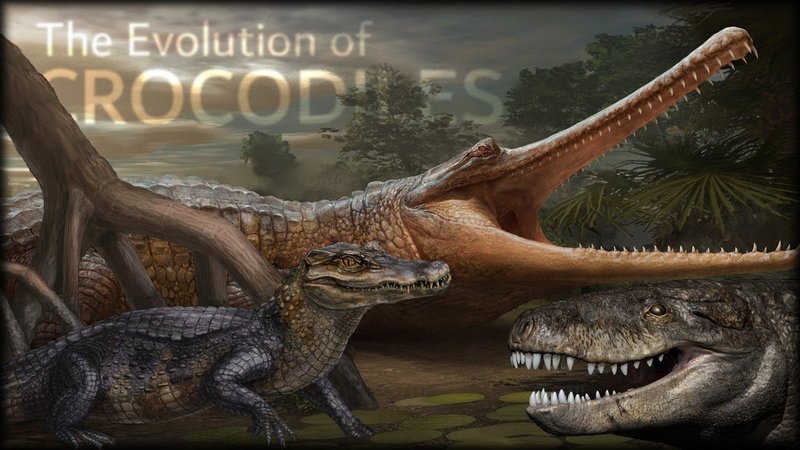 The Evolutionary History Of The Crocodile