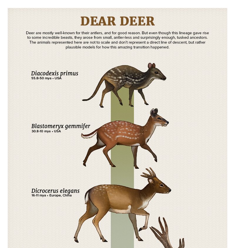 The Evolutionary History Of The Deer