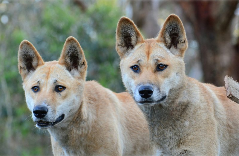 The Evolutionary History Of The Dingo