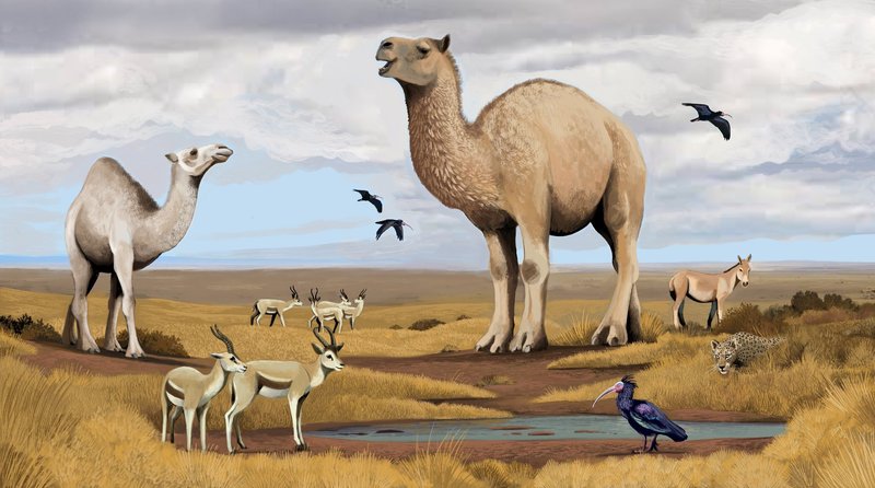 The Evolutionary History Of The Dromedary