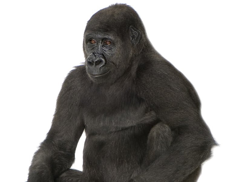The Evolutionary History Of The Eastern Gorilla