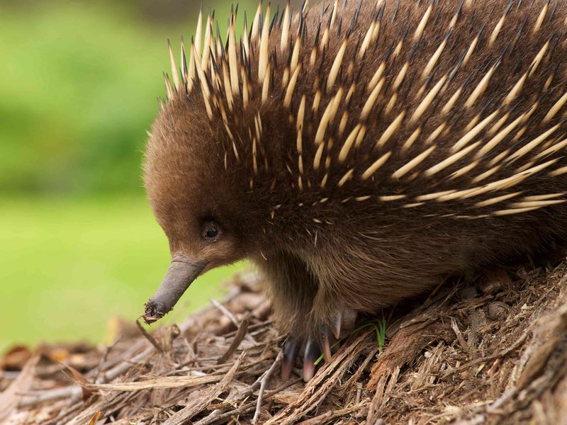 The Evolutionary History Of The Echidna