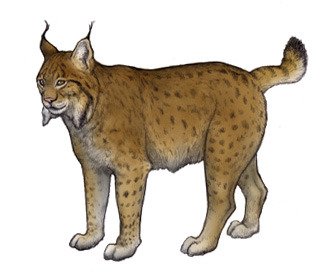 The Evolutionary History Of The Eurasian Lynx