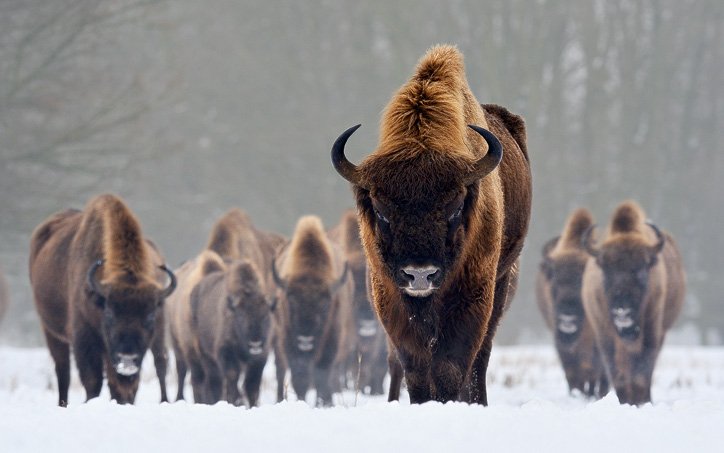 The Evolutionary History Of The European Bison