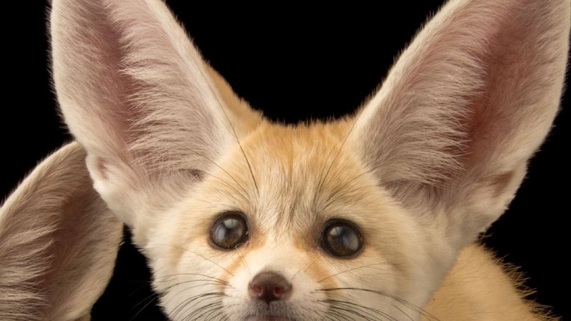 The Evolutionary History Of The Fennec Fox