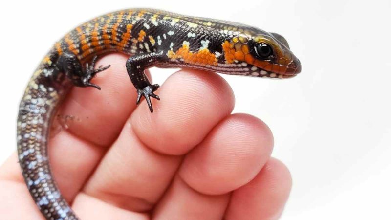 The Evolutionary History Of The Fire Skink