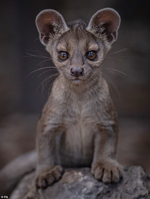 The Evolutionary History Of The Fossa