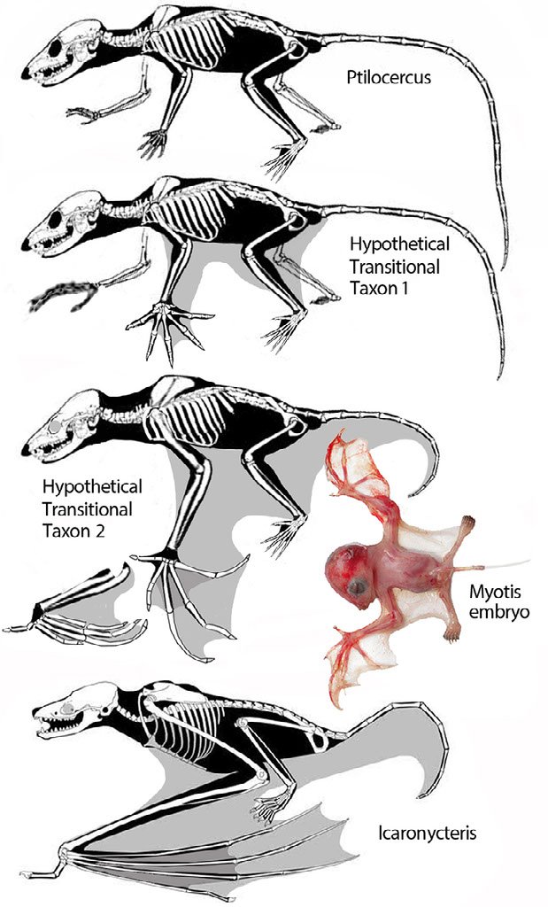 The Evolutionary History Of The Fruit Bat