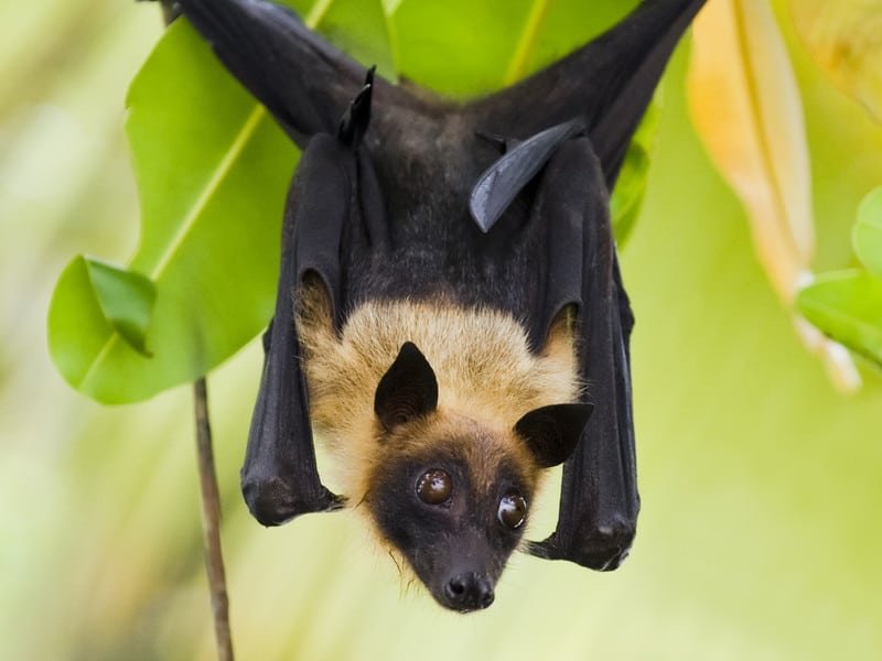 The Evolutionary History Of The Fruit Bat
