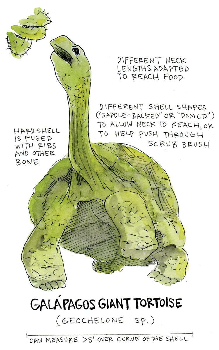 The Evolutionary History Of The Galã¡Pagos Tortoise