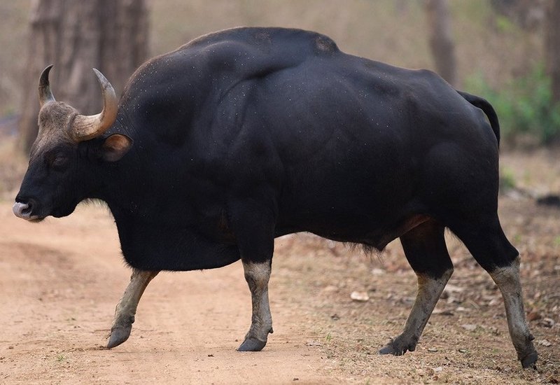 The Evolutionary History Of The Gaur