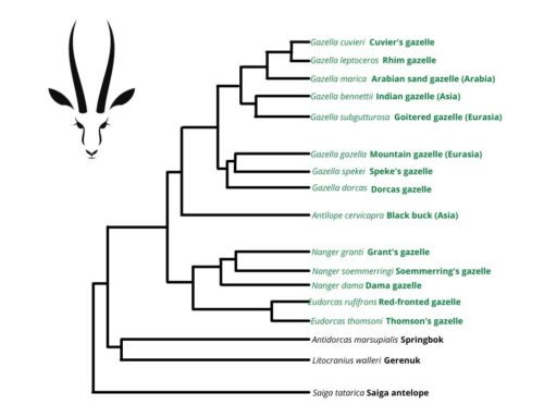 The Evolutionary History Of The Gazelle