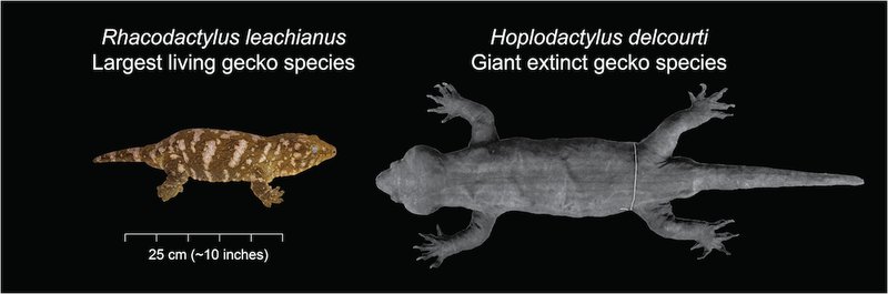 The Evolutionary History Of The Gecko