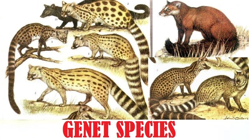 The Evolutionary History Of The Genet
